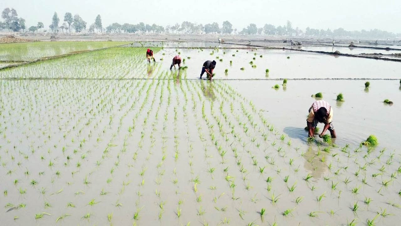 নওগাঁর নিয়ামতপুরে ইরি-বোরো চাষাবাদে ব্যস্ত কৃষকরা