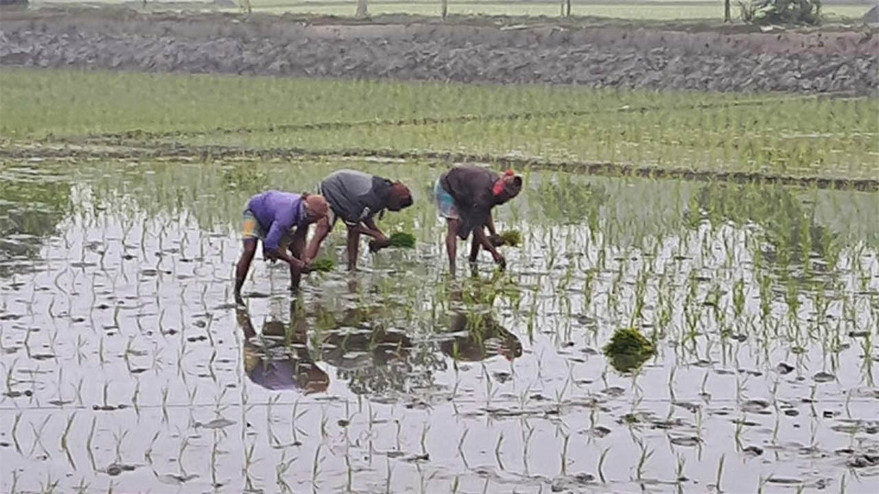 দিনাজপুরের নবাবগঞ্জে ভালো ফলনের আশা নিয়ে বোরো রোপণ শুরু