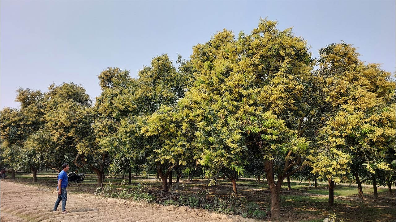 গাছে গাছে ভরপুর আমের মুকুল সুবাসে মাতোয়ারা ঠাকুরগাঁওয়ের রাণীশংকৈল