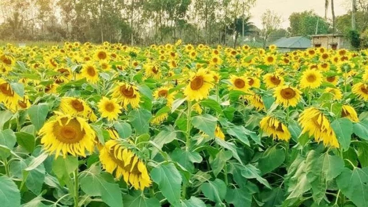 সিরাজগঞ্জে বাড়ছে সূর্যমুখী ফুলের চাষ