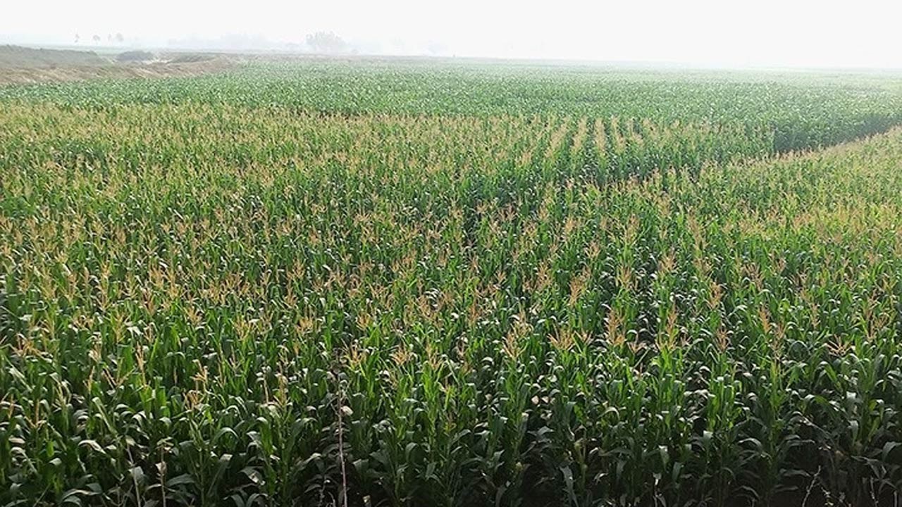 দিনাজপুরের বিরলে ভুট্টার বাম্পার ফলনের সম্ভাবনা