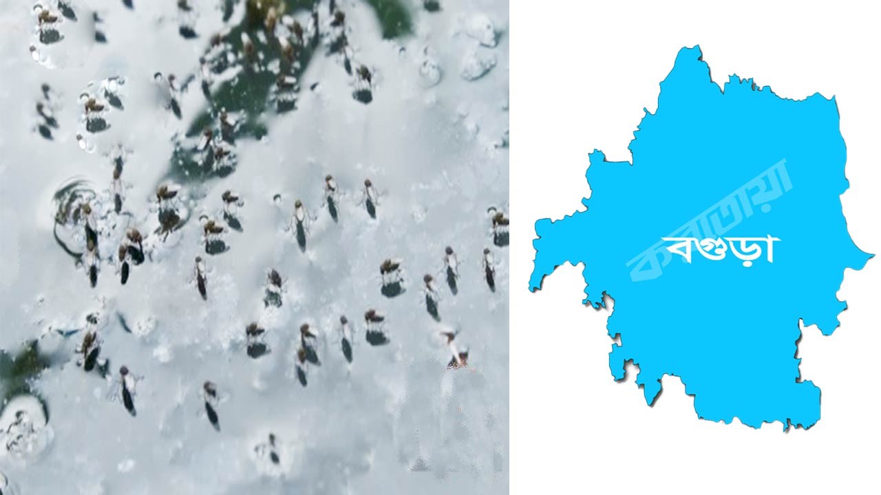 বগুড়ায় মশার যন্ত্রণায় অতিষ্ঠ জনজীবন