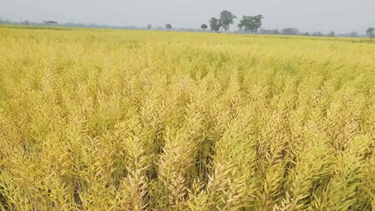 বগুড়ার দুপচাঁচিয়ায় সরিষার বাম্পার ফলন, মাঠজুড়ে সোনালী সমারোহ