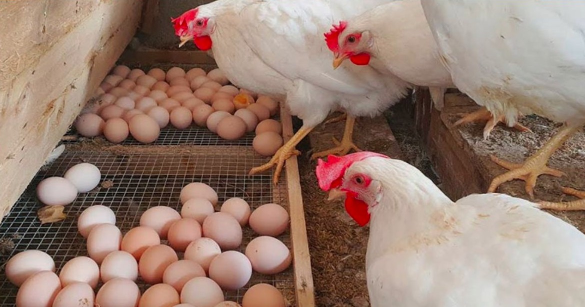 বাংলাদেশের মুরগির ওপর নিষেধাজ্ঞা দিলো সৌদি