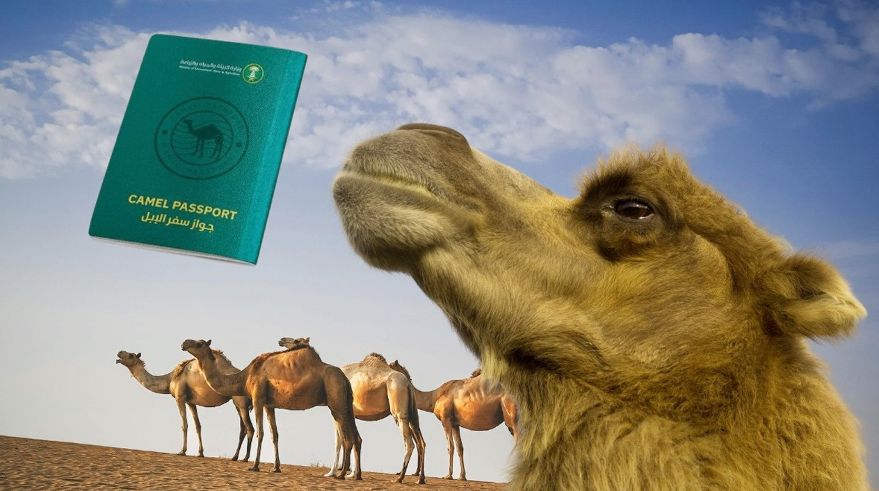 লাখ লাখ উটকে যে কারণে পাসপোর্ট দিচ্ছে সৌদি আরব