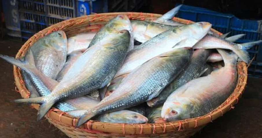 ইনডোর ও কৃত্রিম পদ্ধতিতে ইলিশ চাষের অনুমতি দেয়নি সরকার  