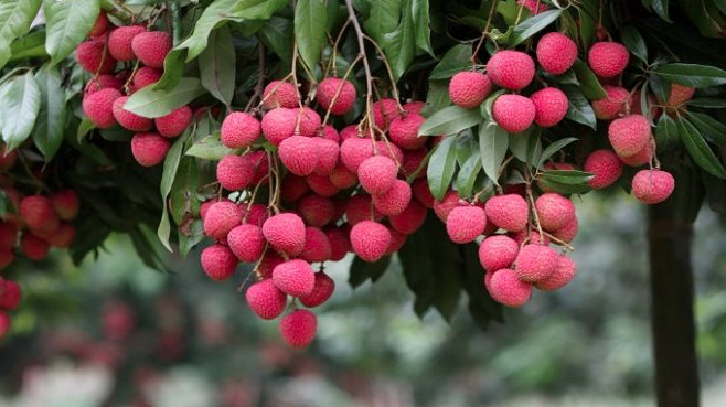 দিনাজপুরের বিরলে এবারও লিচুর বাম্পার ফলনের আশা