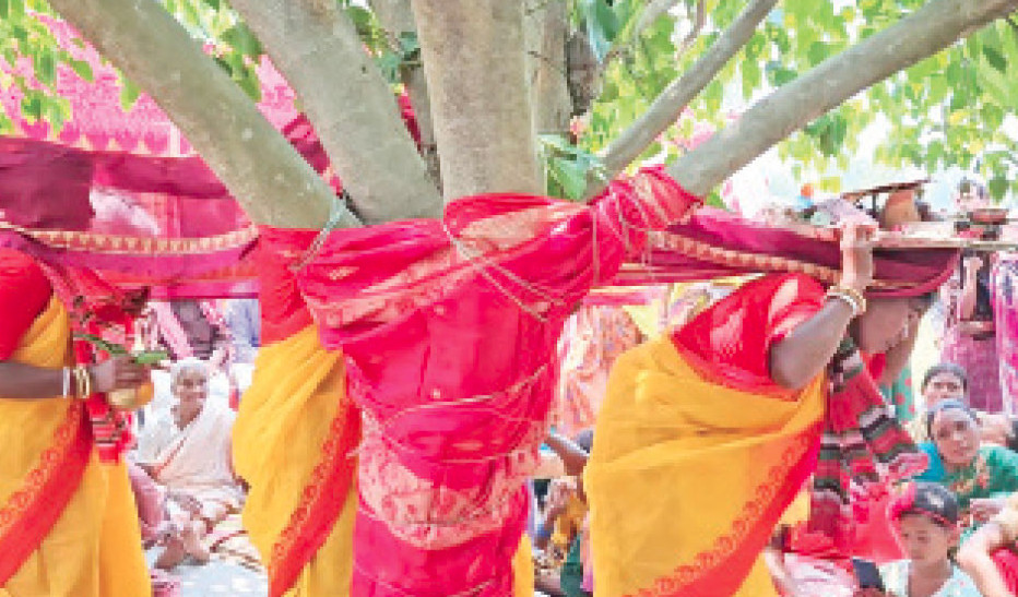 ঠাকুরগাঁওয়ে বট-পাকুড়ের বিয়ে লোকাচারে মুখর গ্রাম