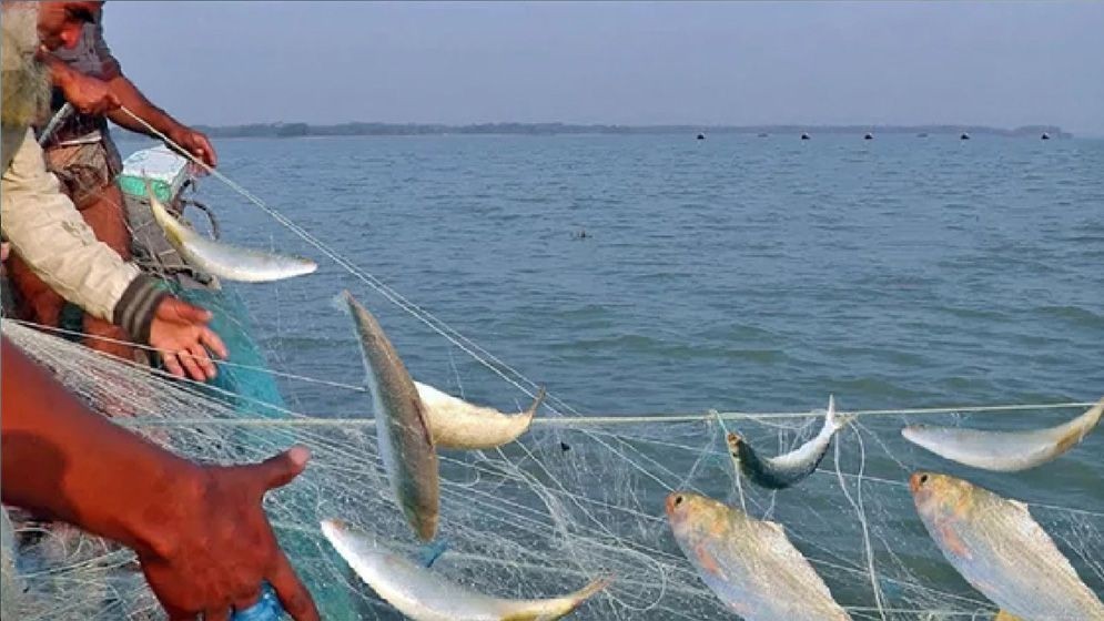 মধ্যরাত থেকে বন্ধ হচ্ছে পদ্মা-মেঘনায় ইলিশ ধরা