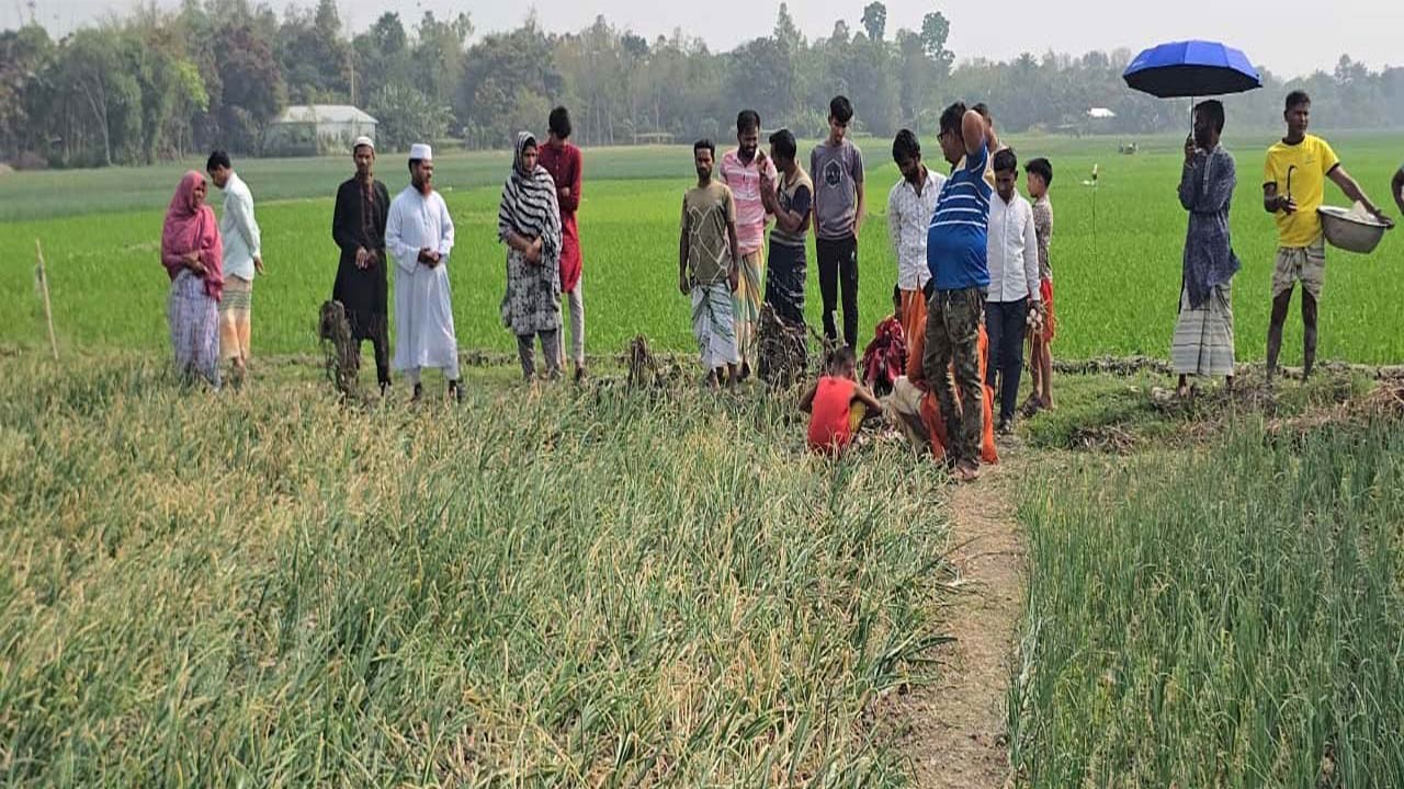 পাবনার সাঁথিয়ায় বিষ দিয়ে পেঁয়াজক্ষেত নষ্ট করেছে দুর্বৃত্তরা