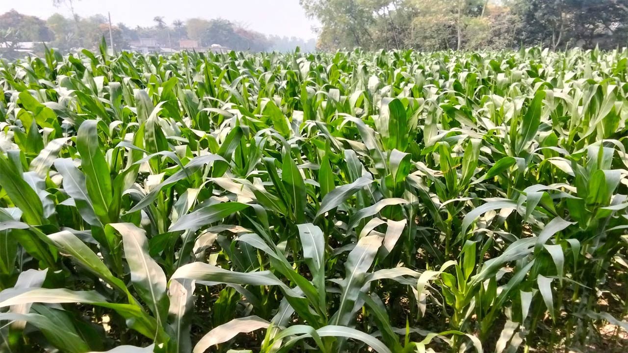 বগুড়ার সোনাতলায় লাভজনক ফসল ভুট্টা চাষে কৃষকদের আগ্রহ বেড়েছে