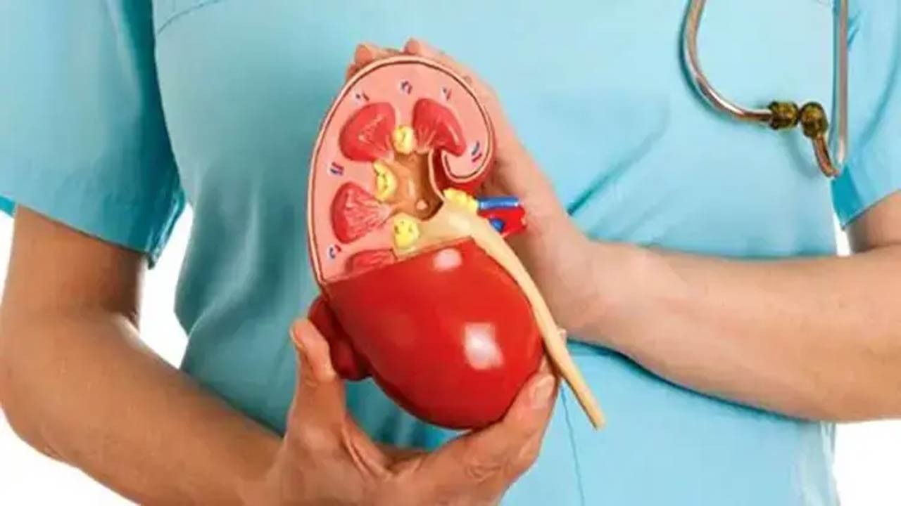 কীভাবে বুঝবেন কিডনি ভালো আছে কি না?