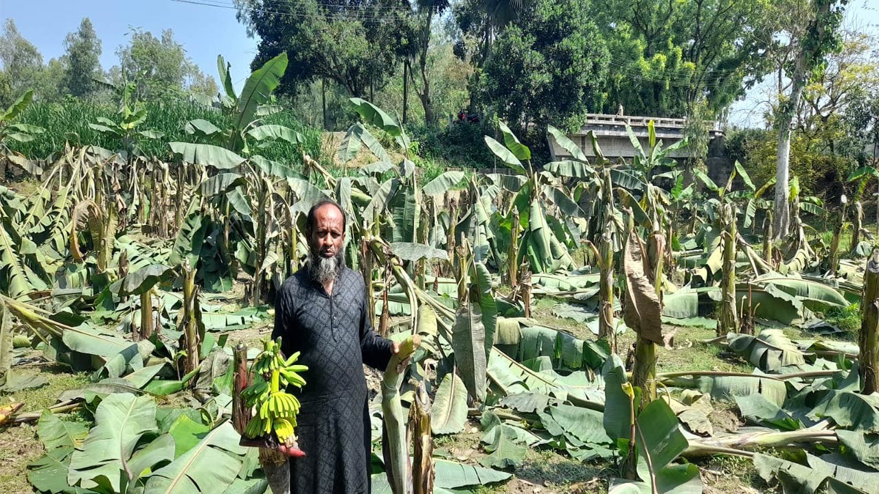বগুড়ার শিবগঞ্জে কৃষকের তিন শতাধিক কলা কেটে ফেলার অভিযোগ