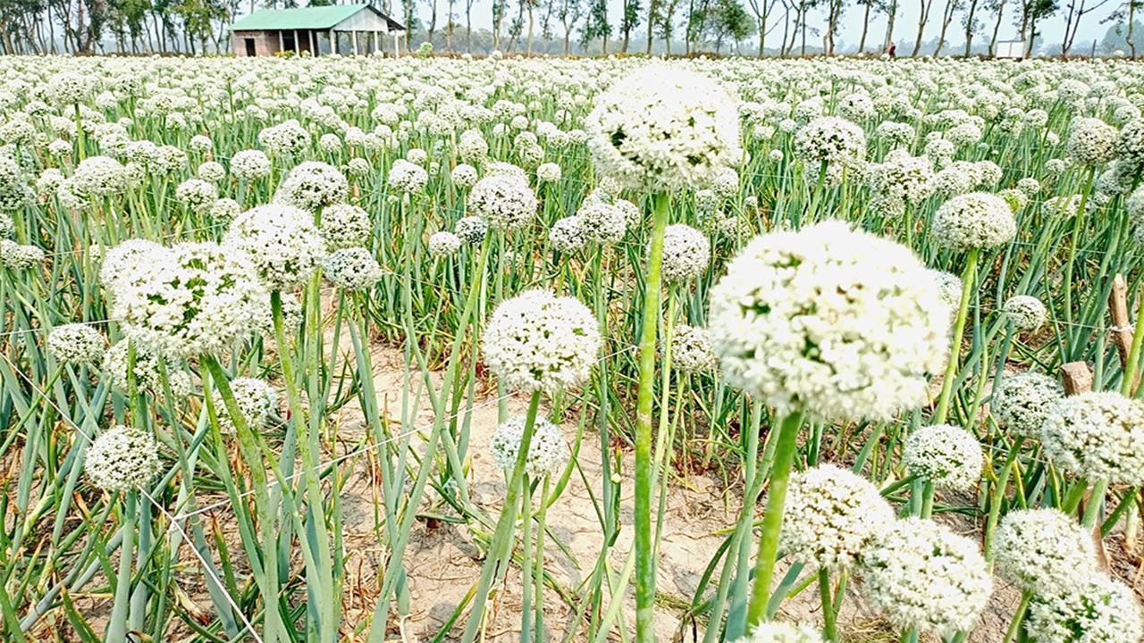 দিনাজপুরের বিরলের মিলন পেঁয়াজের বীজ উৎপাদন করে সাড়া ফেলেছেন