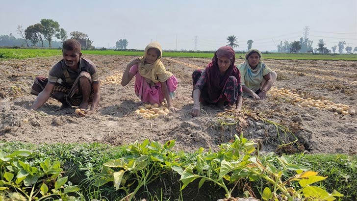বগুড়ার শেরপুরে আলুর বাম্পার ফলনেও বড় ধরণের লোকসানে কৃষক