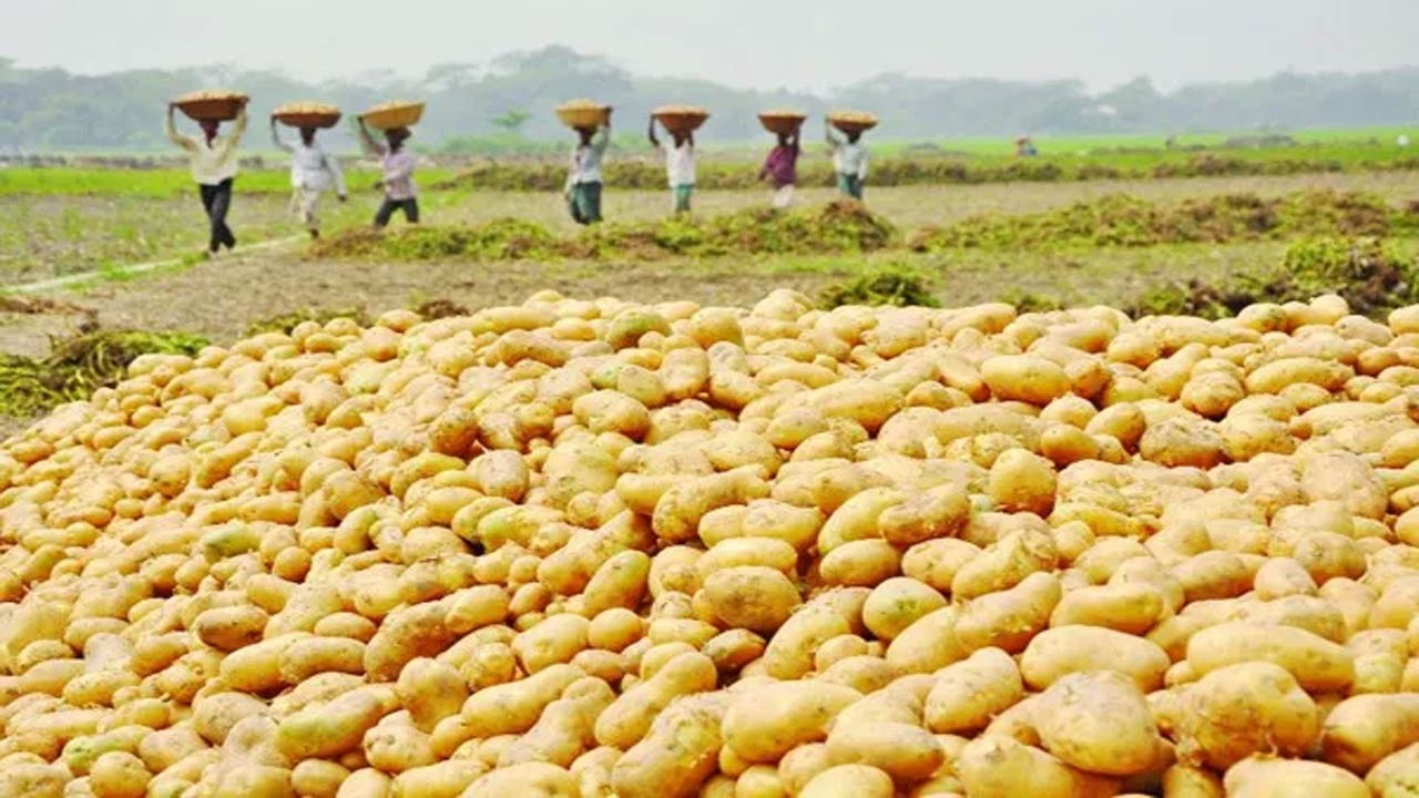 বগুড়ায় আলুর বাম্পার ফলন দাম না থাকায় জমিতেই চাষ দিয়ে নষ্ট করছেন