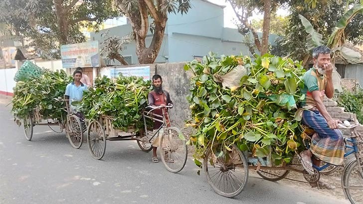 বগুড়ার সোনাতলায় গো-খাদ্য হিসেবে কদর বেড়েছে কচুরিপানার