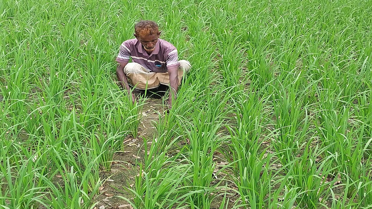 সিরাজগঞ্জে চাহিদা মত ডিজেল না পাওয়ায় ফসলের উৎপাদন নিয়ে দুশ্চিন্তায় পড়েছে কৃষক