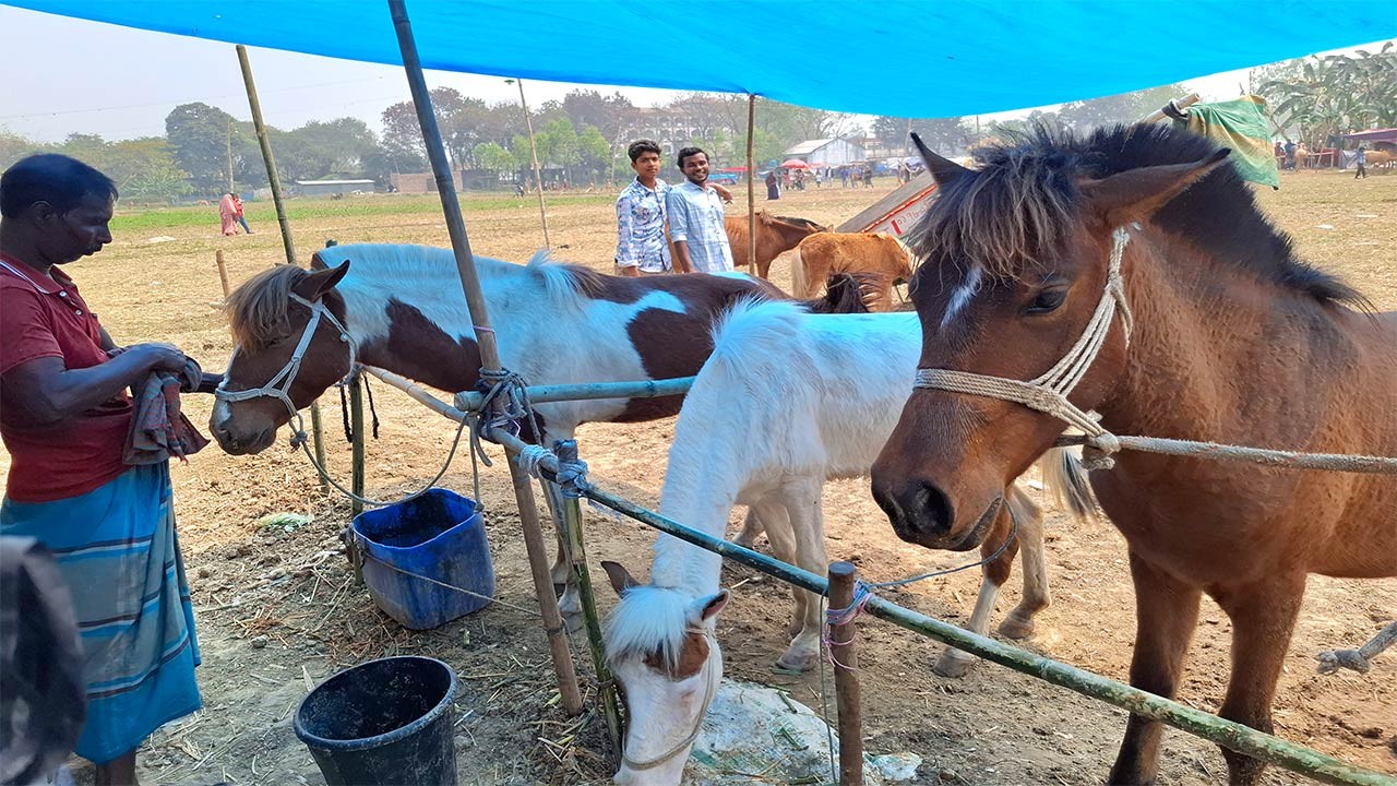 জয়পুরহাটের দোল পূর্ণিমার মেলায় বসেছে ঘোড়ার হাট