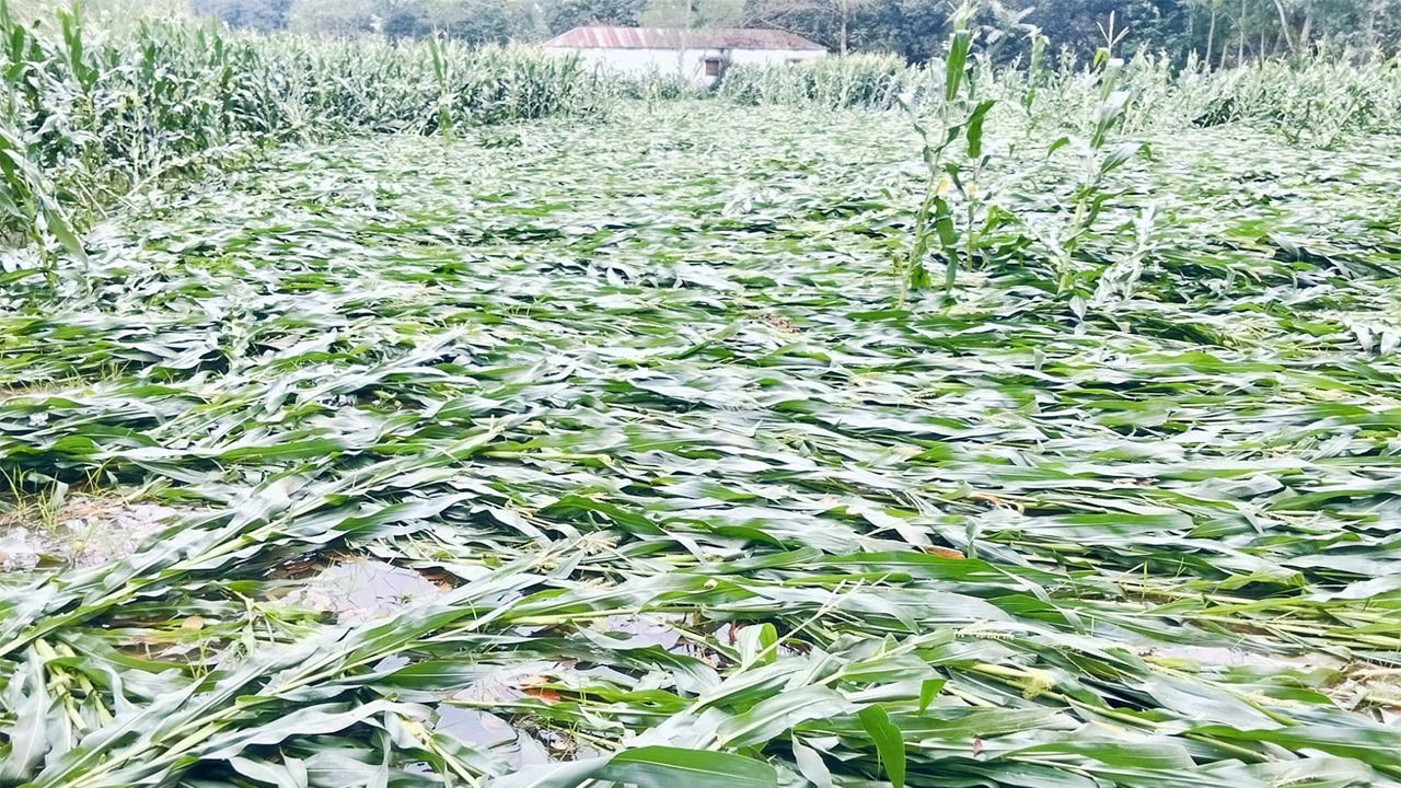 বগুড়ার সোনাতলায় ঝড়-বৃষ্টিতে ফসলের ব্যাপক ক্ষতি: কৃষকের মাথায় হাত