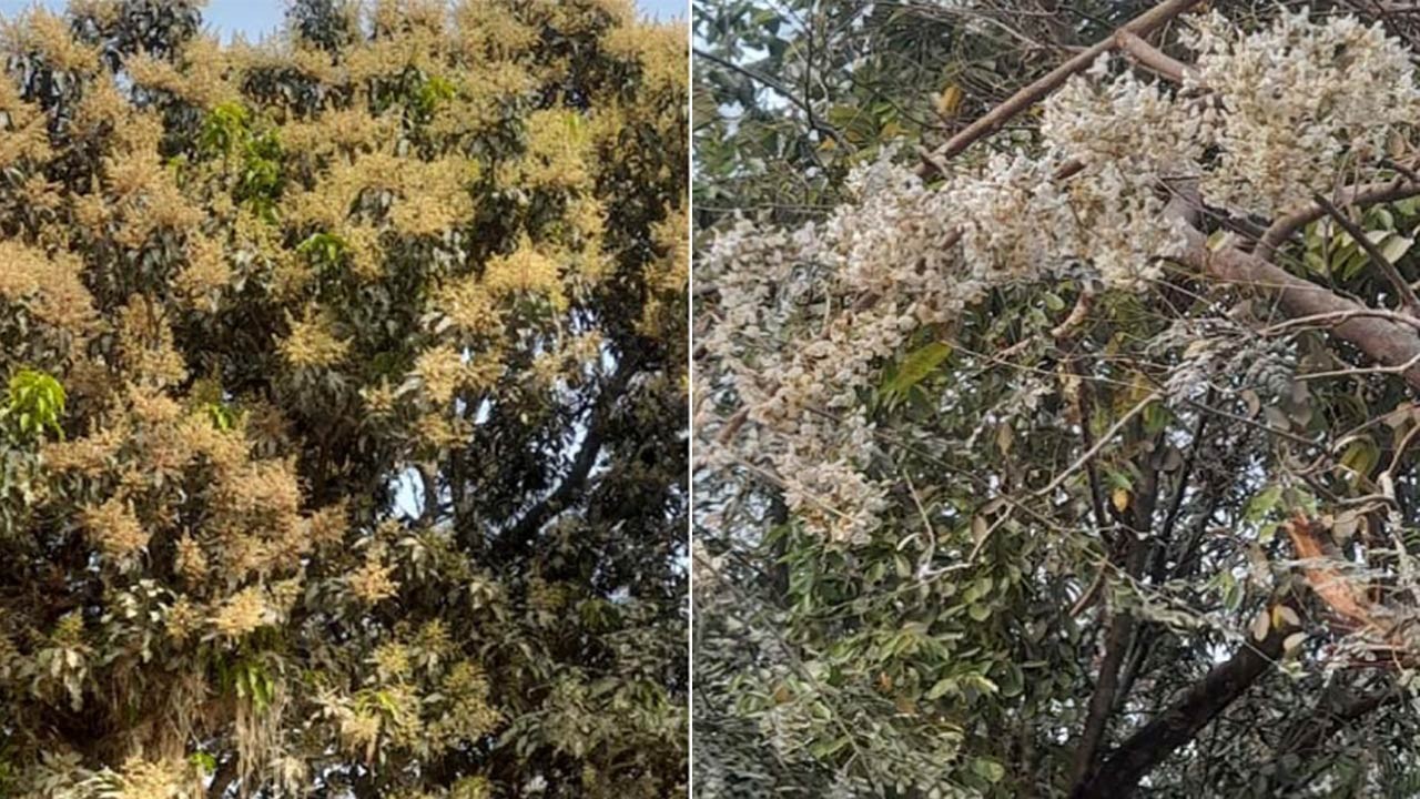 দিনাজপুরের নবাবগঞ্জে আম উৎপাদনের লক্ষ্যমাত্রা নির্ধারণ, সজিনার গাছে গাছে ফুল