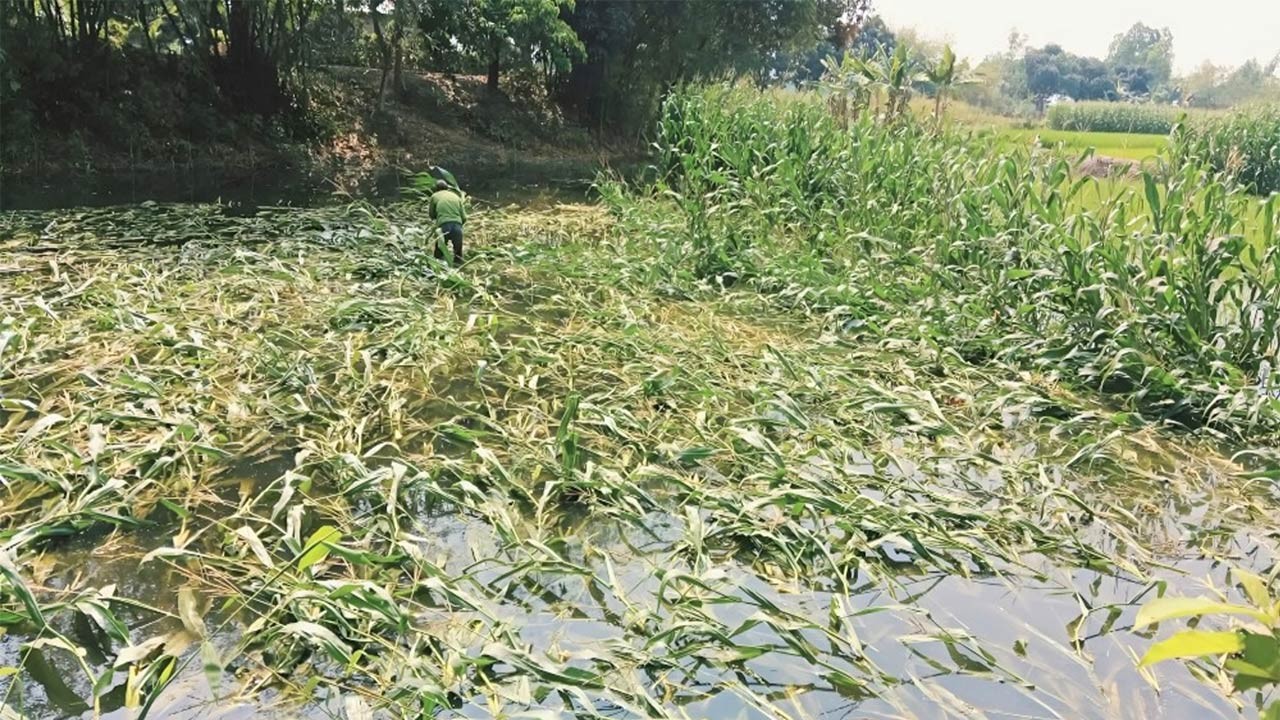 দিনাজপুরের ঘোড়াঘাটে ঝড় ও  শিলাবৃষ্টির তান্ডবে লণ্ডভণ্ড ভুট্টাক্ষেত