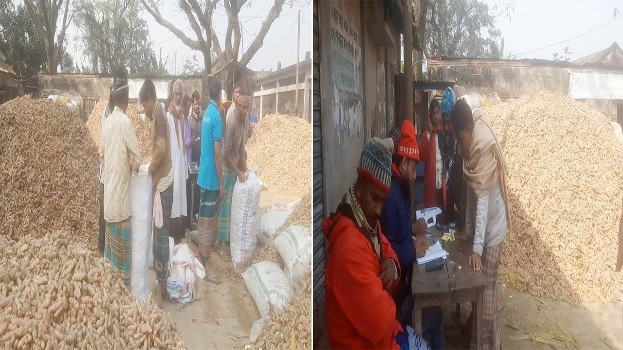 জয়পুরহাটে দাম না পেয়ে দিশেহারা হলুদ চাষিরা