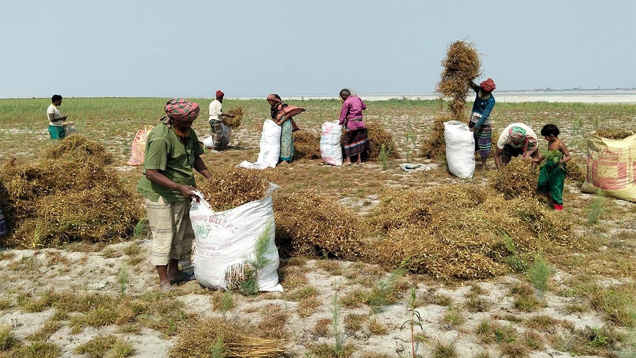 বগুড়ার ধুনটে যমুনা নদীর চরের বালিয়াড়িতে সোনালি ফসলে স্বপ্নের হাতছানি