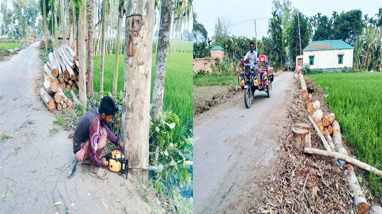 বগুড়ার সোনাতলায় রাস্তার গাছ অবাধে কাটা হচ্ছে : স্থানীয়দের মাঝে ক্ষোভ