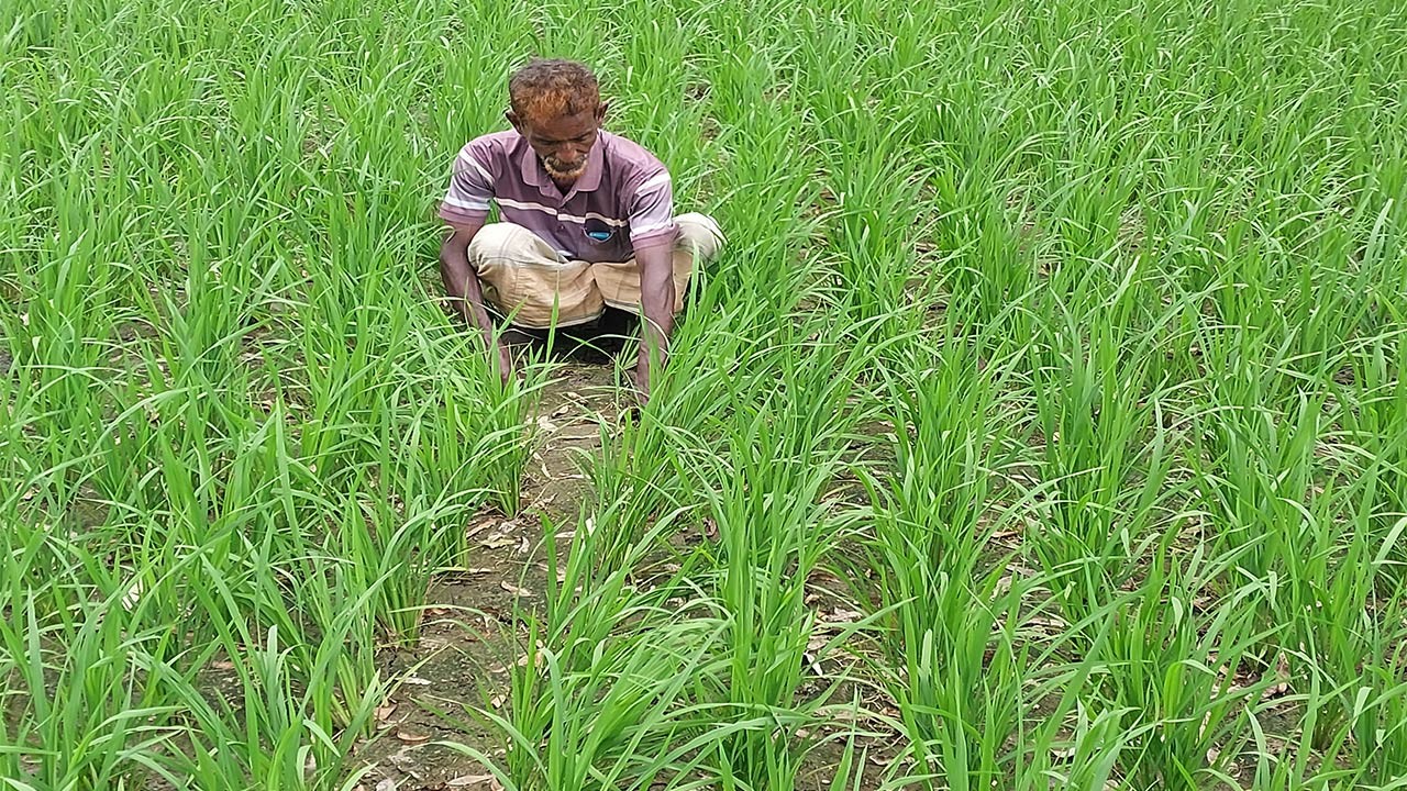 সিরাজগঞ্জে চাহিদা মত ডিজেল না পাওয়ায় ফসলের উৎপাদন নিয়ে দুশ্চিন্তায় কৃষক