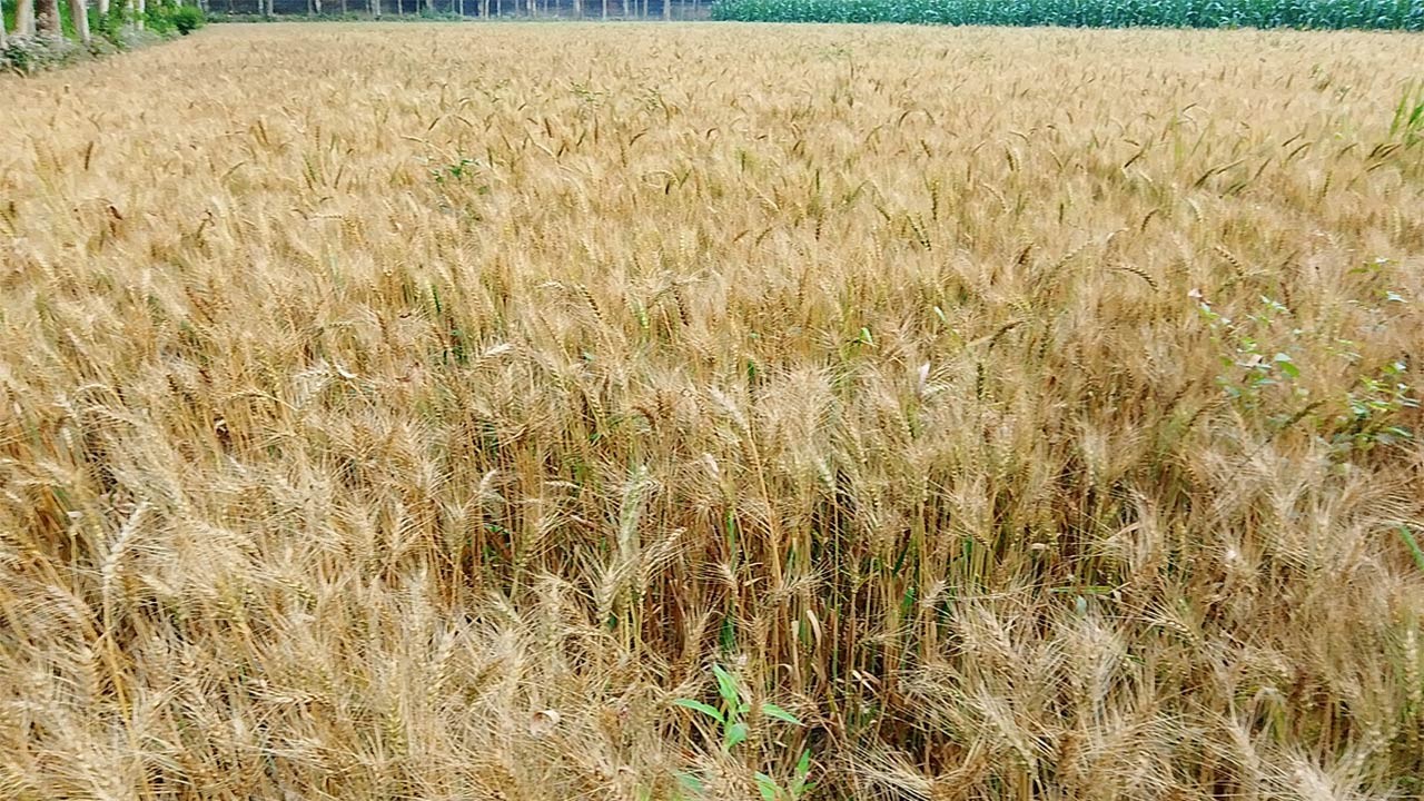 ঠাকুরগাঁওয়ে গমের আবাদ কমেই চলেছে