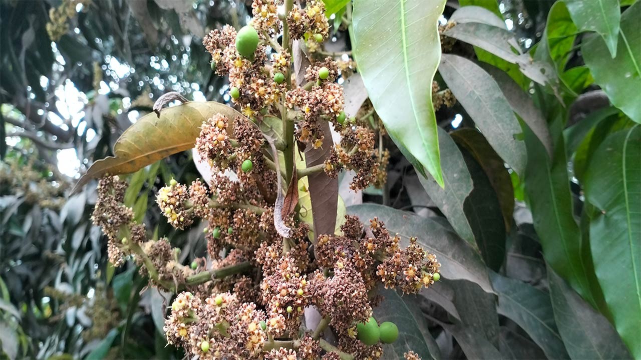 চাঁপাইনবাবগঞ্জে সাড়ে চার মাস পর বৃষ্টি, গুটি হওয়া আমের মুকুলে স্বস্তি