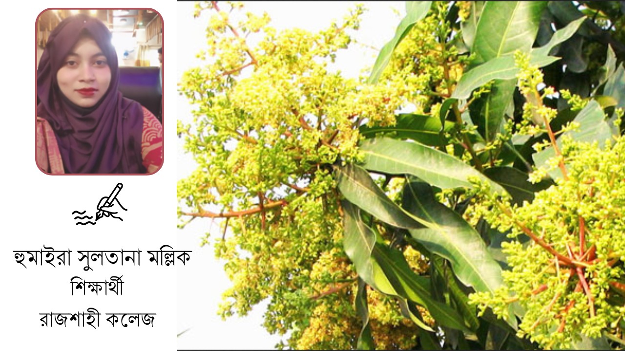 আমের মুকুলের সুগন্ধে মোহিত রাজশাহী কলেজ ক্যাম্পাস