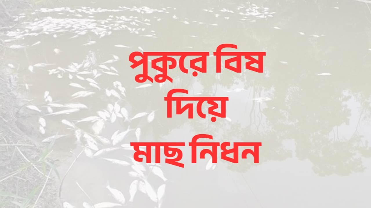 দিনাজপুরের খানসামায় শত্রুতার করে পুকুরে বিষ দিয়ে মাছ নিধন