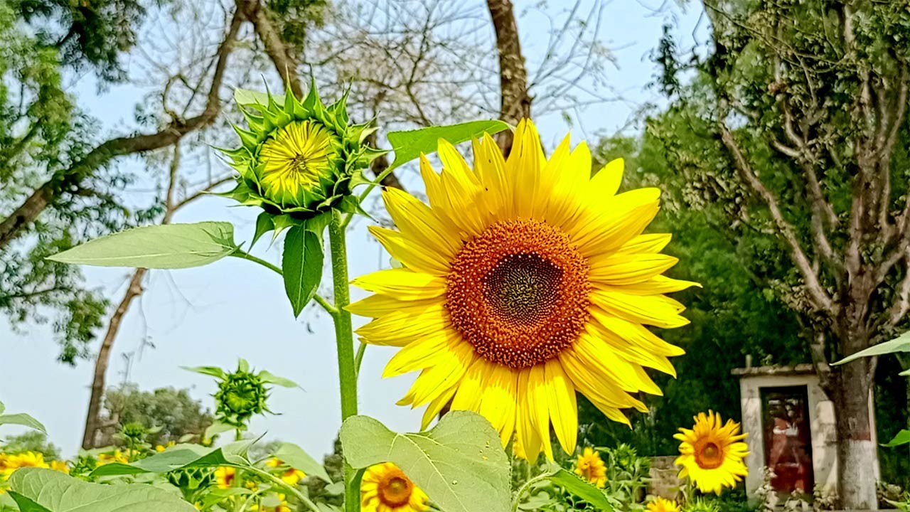 দিনাজপুরের বিরলে সূর্যমুখী চাষে সফল কৃষক রবিউল ইসলাম 