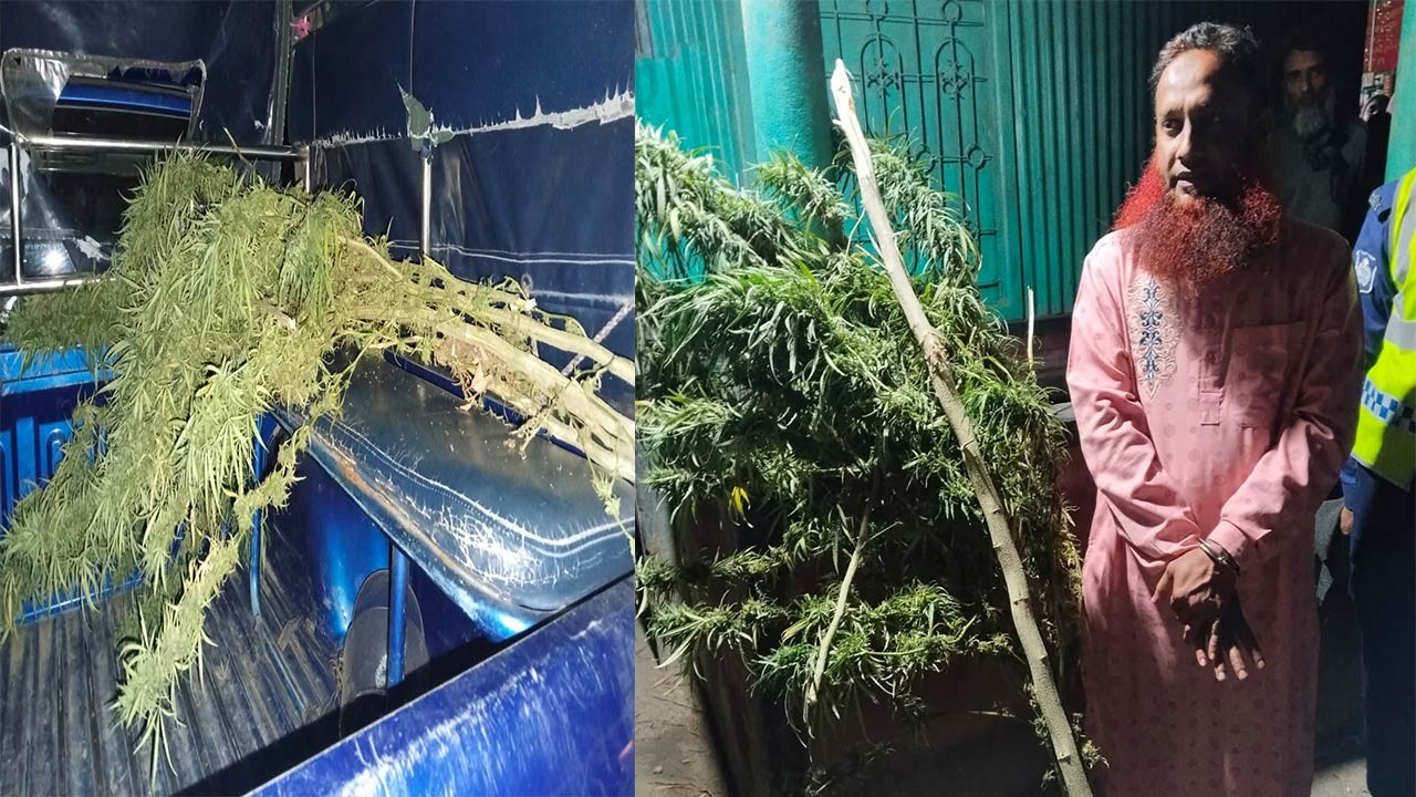 সিরাজগঞ্জের কাজিপুরে যৌথ অভিযানে গাঁজার গাছসহ গ্রেফতার ১