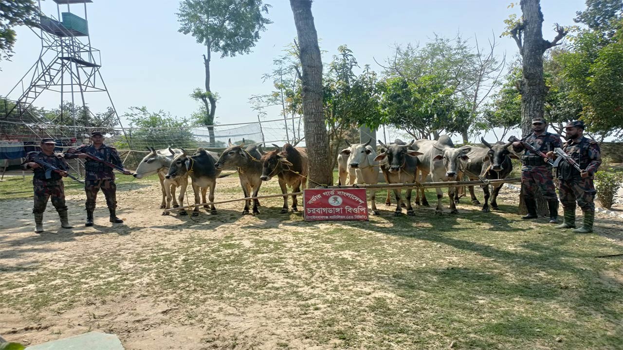 চাঁপাইনবাবগঞ্জে এক মাসে জব্দ ৪৫ ভারতীয় গবাদিপশু