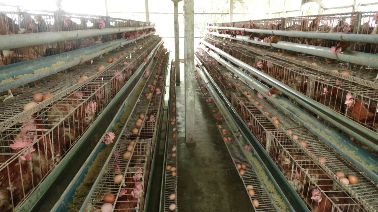 ডিম উৎপাদনে উঠছে না খরচ, সর্বস্বান্ত প্রান্তিক খামারিরা