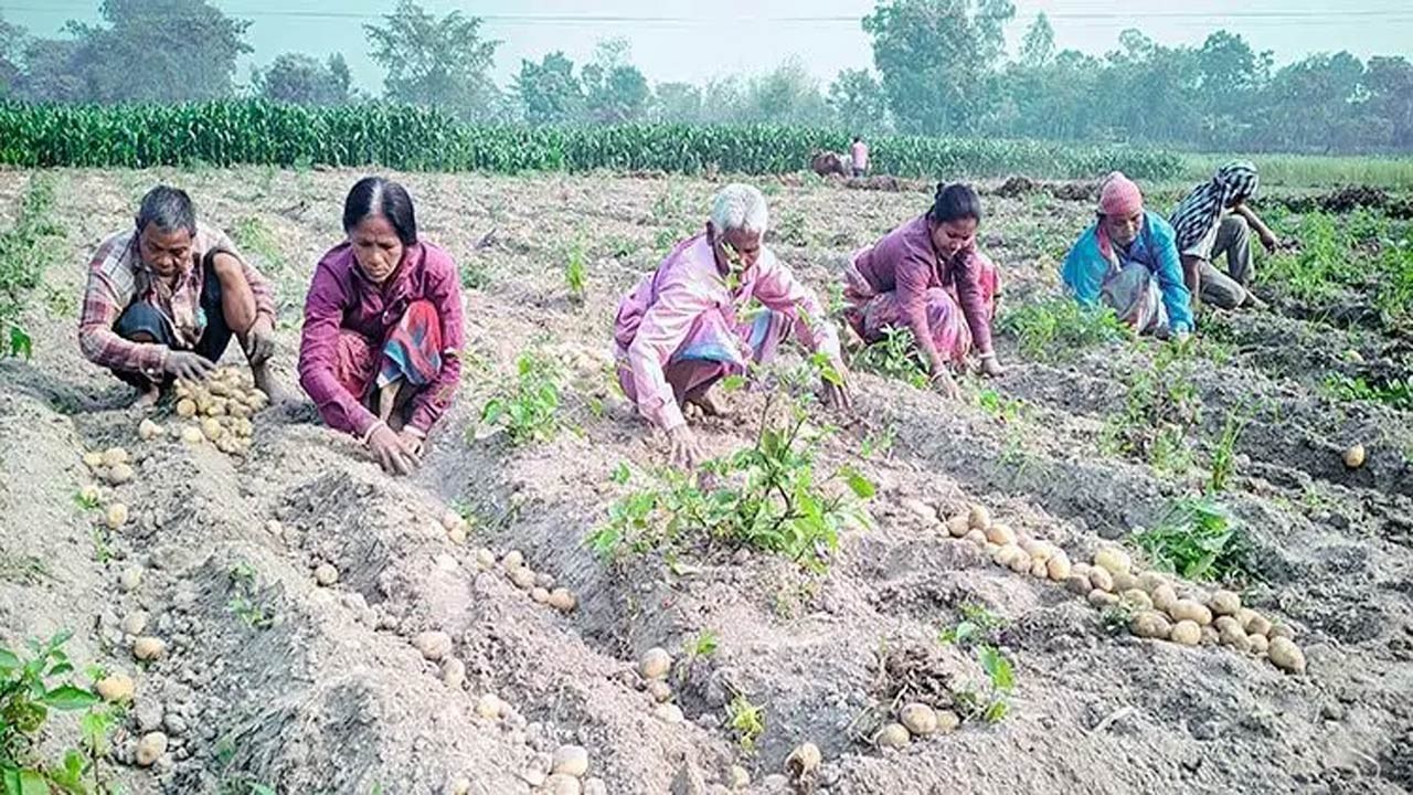 ঠাকুরগাঁওয়ে সার ব্যবস্থাপনায় কম খরচে আলুর ফলন বৃদ্ধি