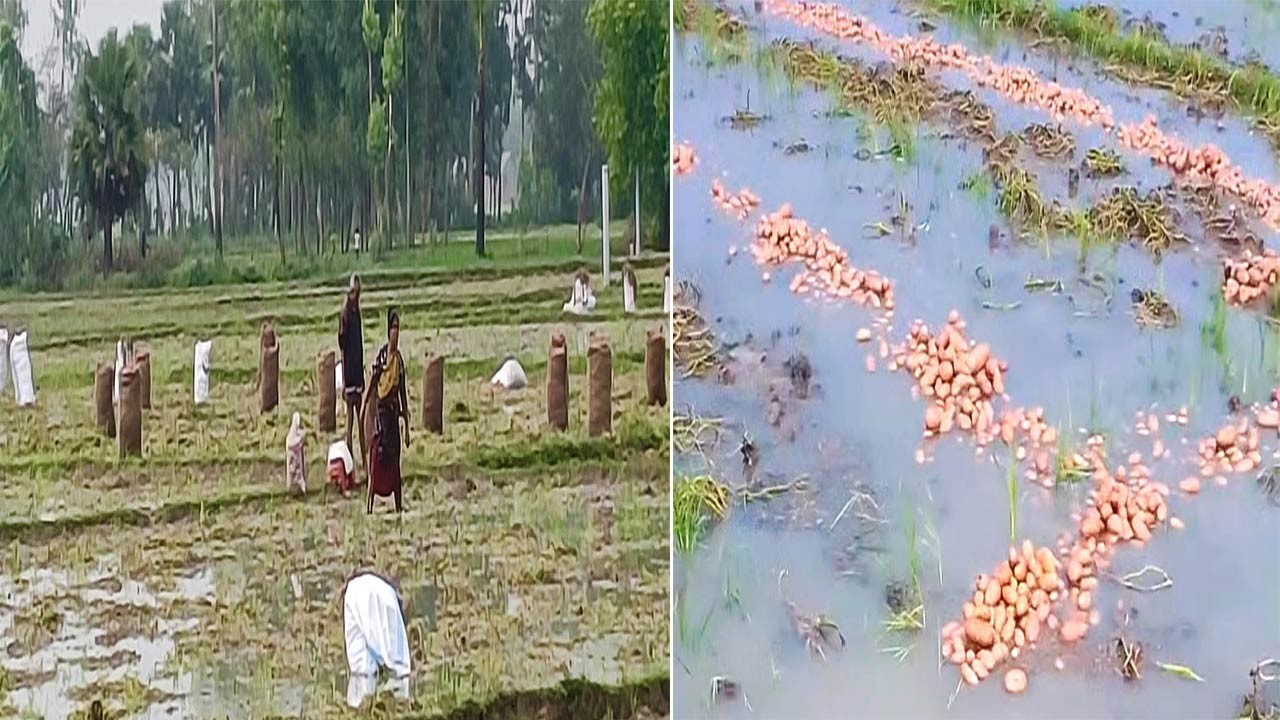 বগুড়ার শিবগঞ্জে আকস্মিক বৃষ্টিতে তলিয়ে গেছে আলু ক্ষেত, ব্যাপক ক্ষতির আশঙ্কা