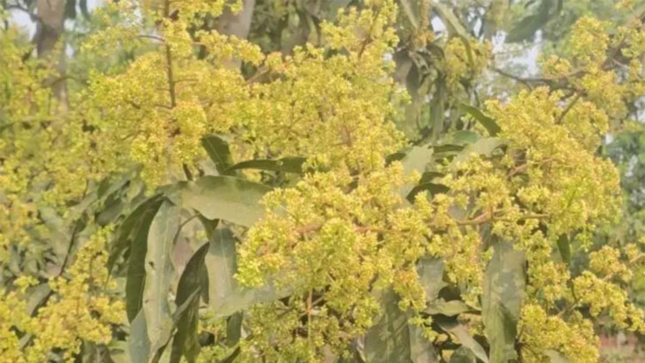 ঠাকুরগাঁওয়ে মুকুলে ছেয়ে গেছে আম গাছ ভাল ফলনের সম্ভাবনা
