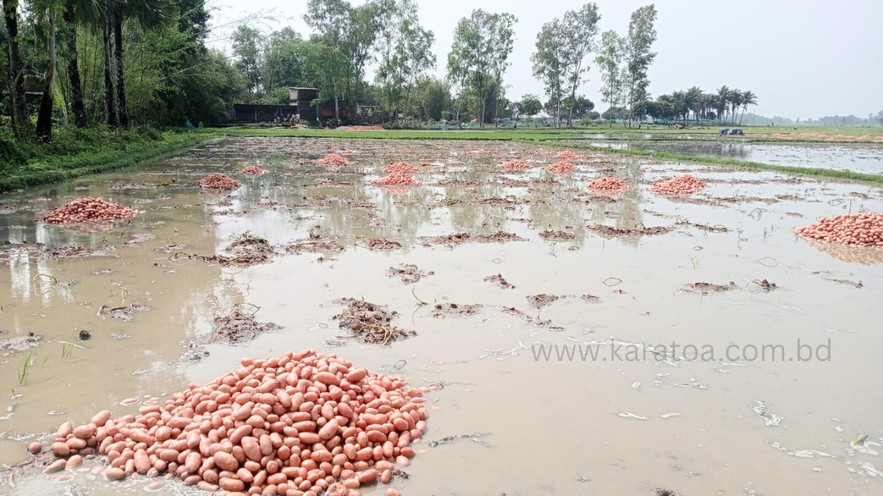 জয়পুরহাটের কালাইয়ে হঠাৎ বৃষ্টিতে তলিয়ে গেছে ফসল : কৃষকের চোখে অশ্রু