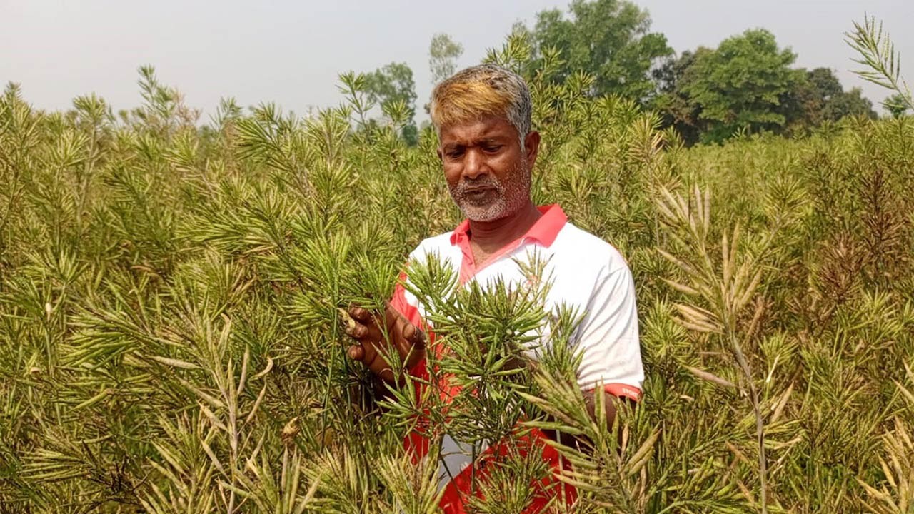 বগুড়ার সারিয়াকান্দিতে ইউটিউব দেখে সরিষার আবাদ, সাড়া ফেলেছে এলাকায়