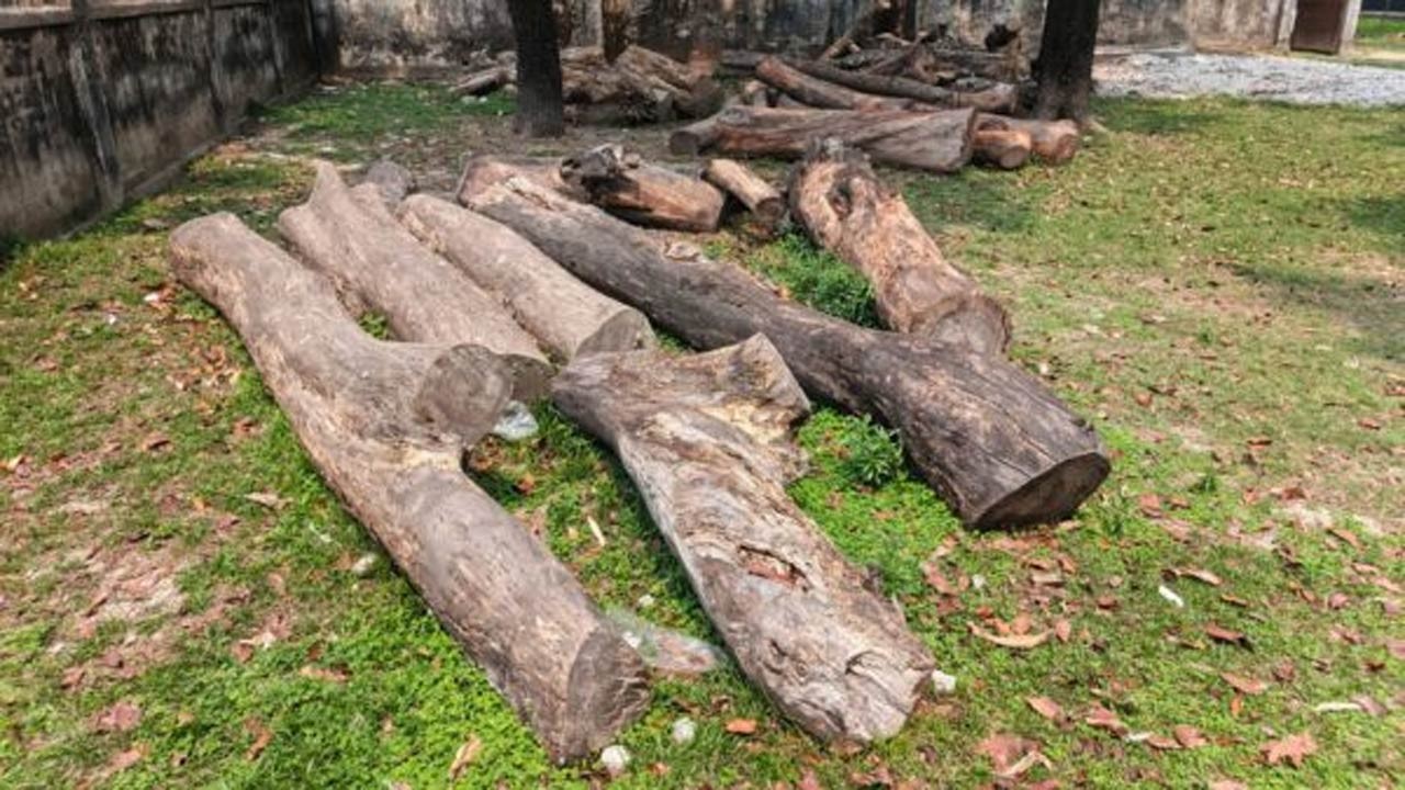 লালমনিরহাটের পাটগ্রামে অবহেলায় পড়ে থেকে নষ্ট হচ্ছে সরকারি গাছ