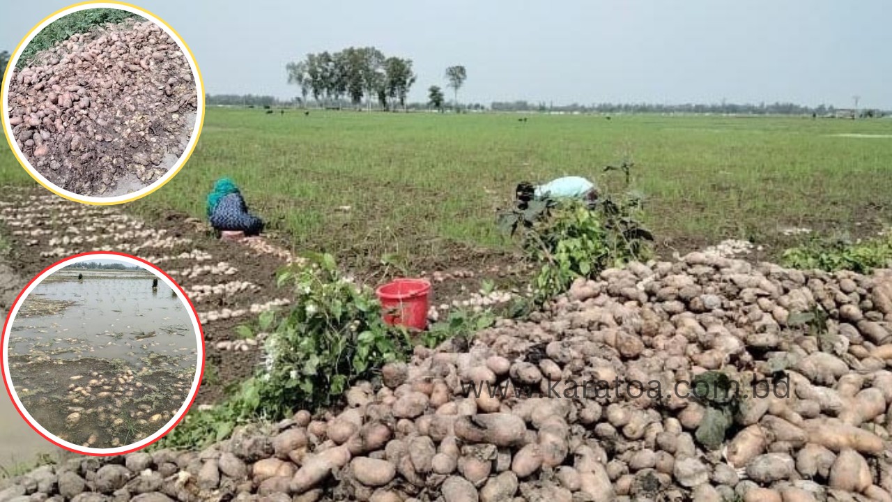 মাঠজুড়ে হাহাকার, জয়পুরহাটের কালাইয়ে ঈদের আনন্দ নেই চাষি পরিবারে