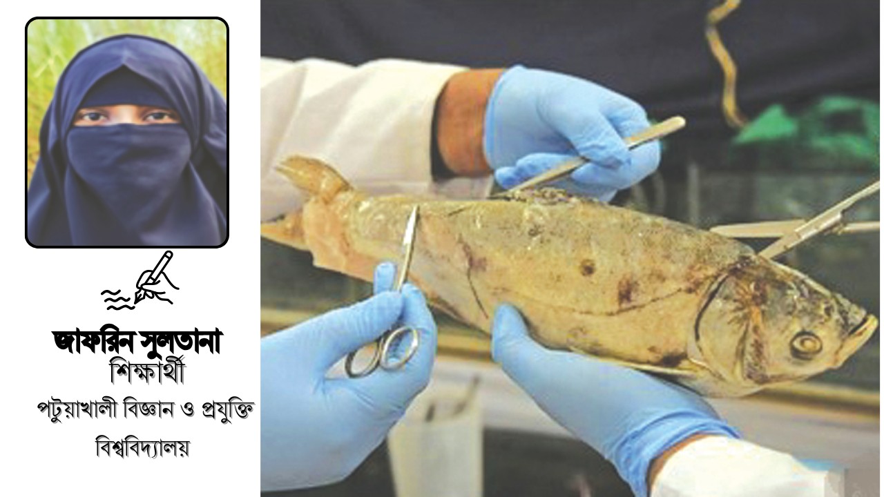 মাছের চিকিৎসা হাসপাতালে মৎস্য খাতের নব উদ্যোগ 