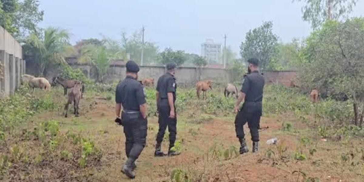 রূপগঞ্জে গরু বলে ঘোড়ার মাংস বিক্রি, জবাই করা ৯ ঘোড়া উদ্ধার