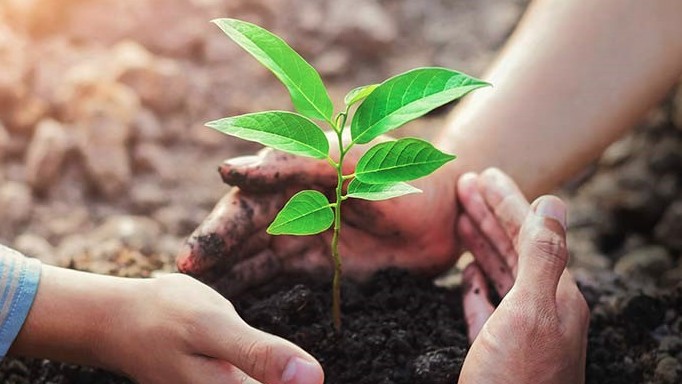 পরিবেশ রক্ষায় ২৫ কোটি গাছ লাগাবে সরকার