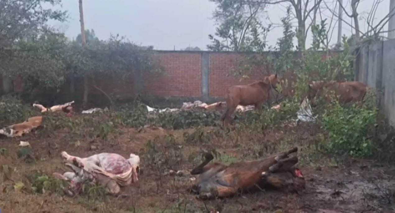 পূর্বাচলে রাতে জবাই করা ঘোড়ার মাংস দিনে গরু বলে বিক্রি, ১১ ঘোড়া উদ্ধার