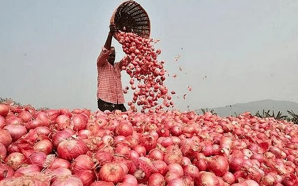 পাবনার বেড়ায় পেঁয়াজের বাজারে ধস দিশেহারা কৃষক